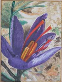 crocus