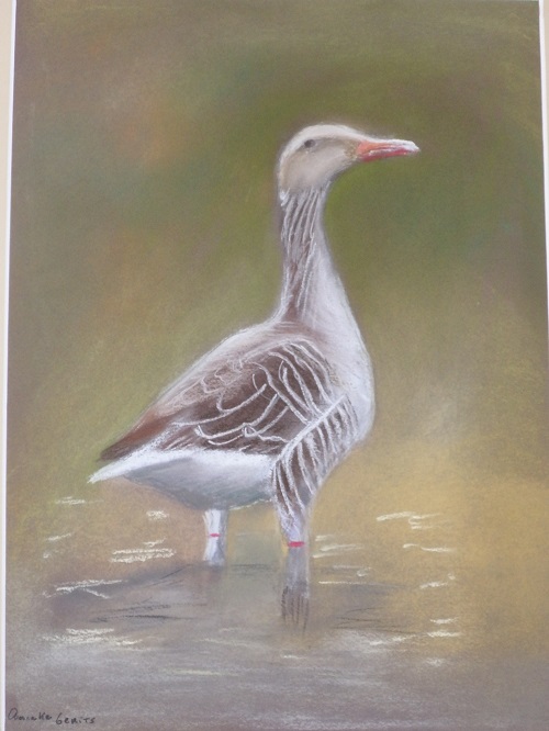 Gans