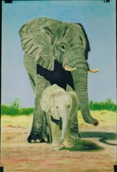 olifant met jong