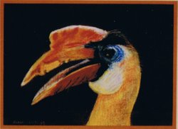 neushoornvogel