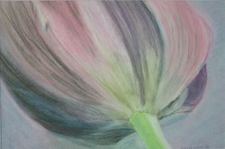 roze tulp