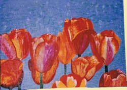 rode tulpen