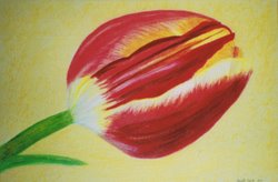 rode tulp 