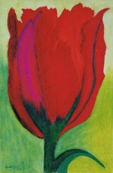 rode tulp