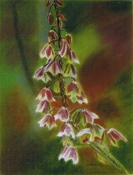 persica